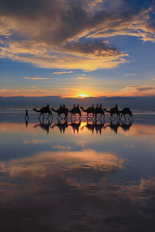 Camels walking on the edge of a beach.