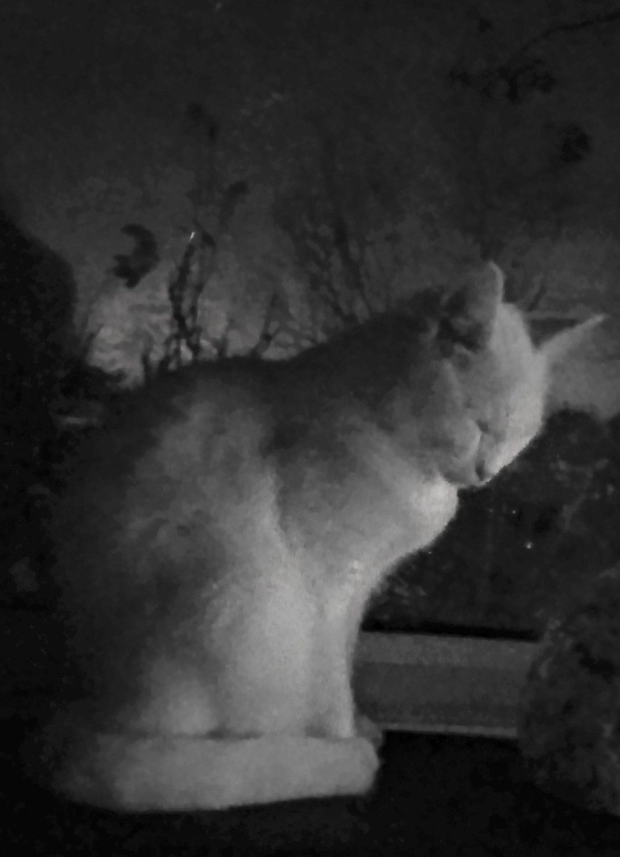 b59232958's tweet photo. @Moorhousesbrew the other side of #blackcat , the esprit du chat blanc https://t.co/H7uFqBa5ag