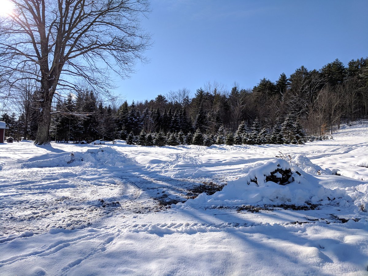 TheRealVoiceMel's tweet photo. Today's tree hunt led us to Adams Turkey Farm. Hunted for a tree, saw a funny road name, then an elf gazed at the tree

#littleelf #santashelper #christmastree #loveourhome #holidaytraditions #treehunting #christmastreehunting #evergreen #vtdad #vt #dadlife #picoftheday #pics https://t.co/UJnpgTwKIU