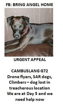 ANGEL #lost #Patterdale described as looking like a small dark chocolate JACK RUSSELL if you thought you'd seen a cat or fox 👀 AGAIN PLS #missing between the #Clyde &amp; new houses at #Newton near #Cambuslang #SCOTLAND #G72 3/12 🆘
facebook.com/groups/2763268…