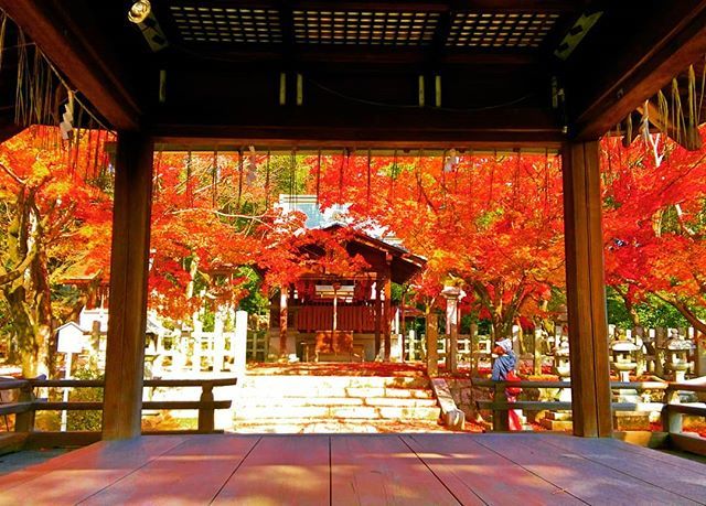 I visited Takenaka-inari shrine which is around mountain Yoshidayama in Kyoto last week.

#takenakainarishrine #takenakainari #yoshidayamada ift.tt/2rrEJU1