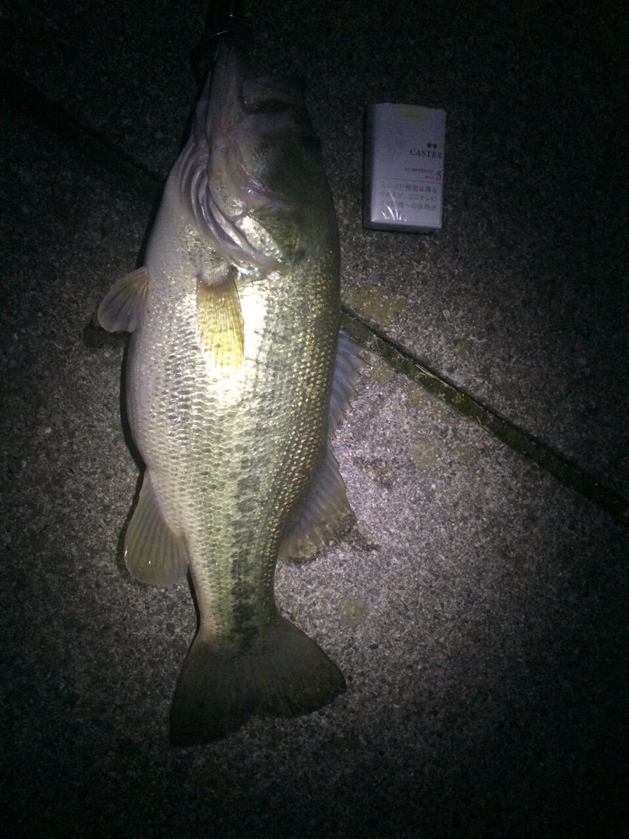 この時期の夜釣りは寒すぎてやばいねー
でも頑張れば釣れちゃう琵琶湖はこれだからやめられない(๑•̀ㅂ•́)و✧
一個しかないプロトのスイムベイトこのバス釣れた時に殉職されましたw
改良してもっと強度ださないと厳しいかー
まあ釣れたから良しとするか👍
この日はもう1匹微妙なサイズ釣って終了！