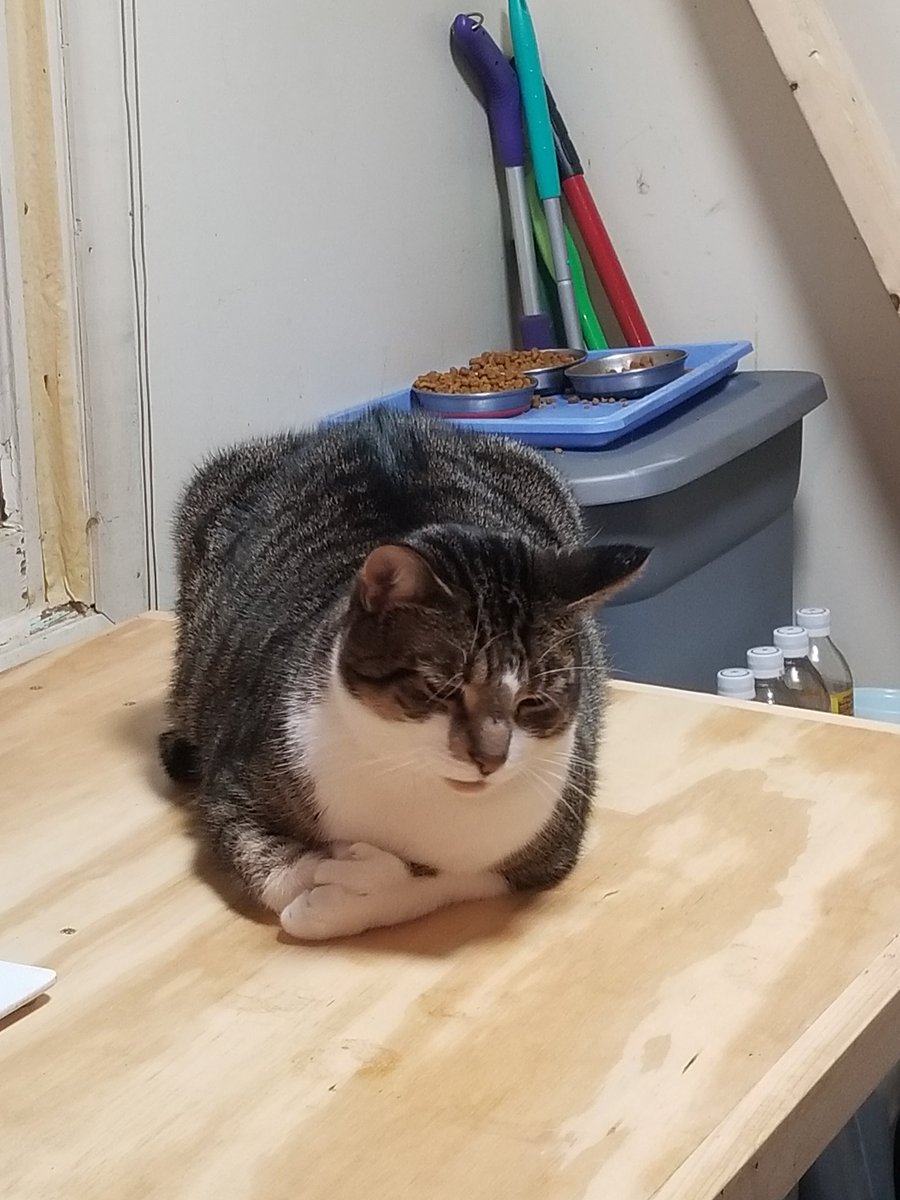 JoshMGatlin's tweet photo. #kittytime #ProjectForAwesome2018 https://t.co/nhbXtzLqr8