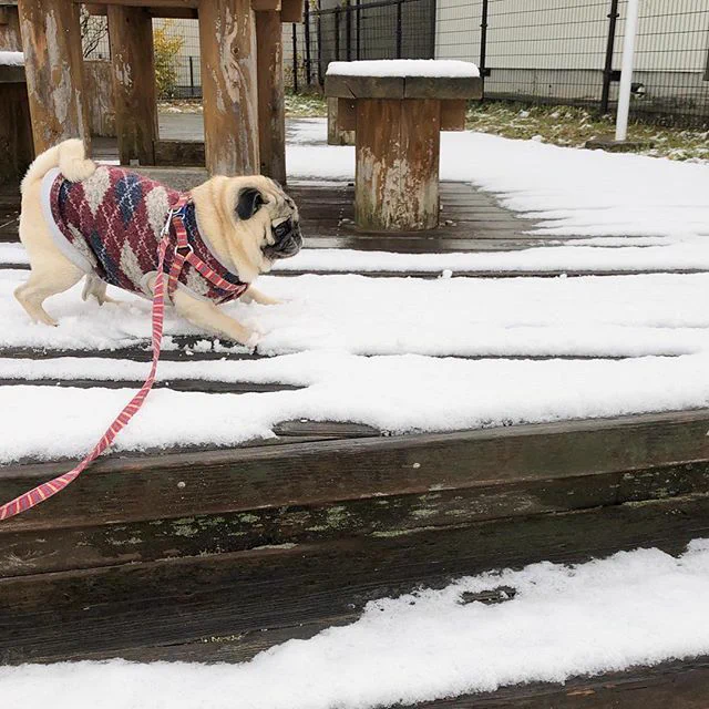 初雪で はしゃいじゃったお子ちゃま〜 https://t.co/xqMmSTlDIK 