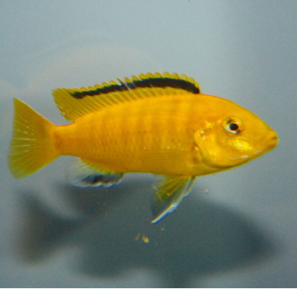 greenterrorkeep's tweet image. Yellow Lab African Cichlid #africancichlid #africancichlids #malawicichlids #malawitank #freshwater #aquarium #cichlid #cichlidtank #fishtank #freshwateraquarium #lakemalawi #mbunatank #aquariumcichlid #cichlidsofinstagram #cynotilapia #mbunamalawi #malawi #yellowlabCichlid