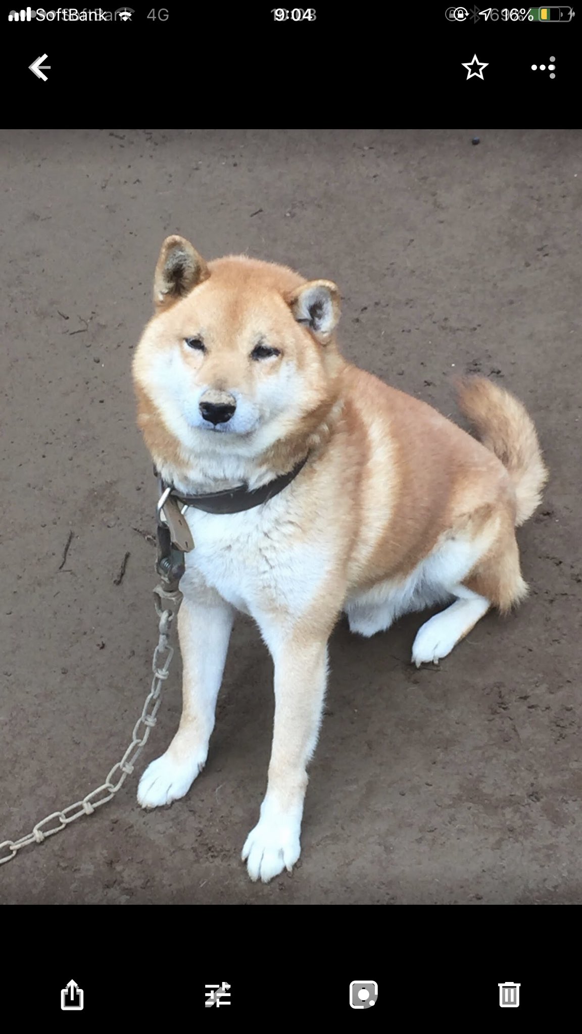 トンボ 12月8日に鎖ごと飼い犬が逃げてしまいました 柴犬 オス 10歳です 臆病で愛想のいい子ではありません 重い鎖を引きずりながらお腹を空かせているかととても心配です どこかですれ違ったり 見かけた方はどうがお知らせ下さい よろしくお願い