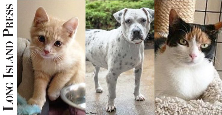 We &amp; <a href="/LongIslandPress/">Long Island Press</a> think it's a great week to bring a #LongIsland #LI pet home for the holidays! Meet these &amp; lots of other cats &amp; dogs from <a href="/AnimalLeague/">North Shore Animal League America</a> <a href="/almosthomeli/">Almost Home</a> <a href="/bideawee/">Bideawee</a> <a href="/littleshelter/">Little Shelter</a> <a href="/TOHCatShelter/">Town of Huntington Cat Shelter</a> <a href="/NoKillProject/">TheNoKillProject</a> &amp; <a href="/nycscr/">NYC Second Chance Rescue</a>. #AdoptDontShop longislandpress.com/2018/12/07/13-…