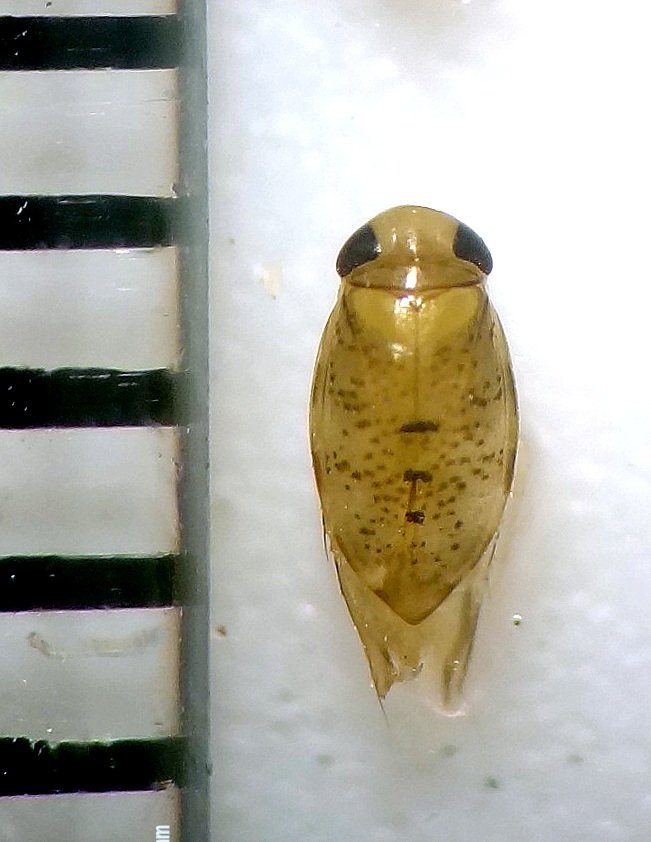 Threatened_Taxa's tweet photo. Explore the rich diversity of aquatic and semi-aquatic bugs in the largest wetland in Assam:
https://t.co/0Urta0UCZM
#JoTT #Bugs #distribution #diversity #Gerromorpha #Nepomorpha #relative_abundance #richness #wetland https://t.co/UyWAdN0KJP