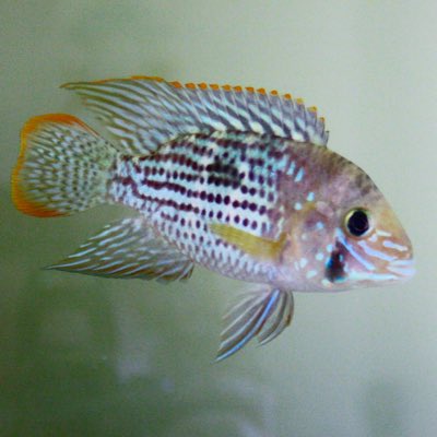 greenterrorkeep's tweet image. #NewProfilePic