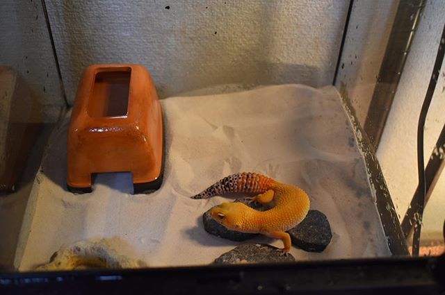 ten7132_pets's tweet photo. お家を���しくしたよ〜🍊
#ヒョウモントカゲモドキ https://t.co/uBOWM6KqmB https://t.co/6NcQrV1BtP