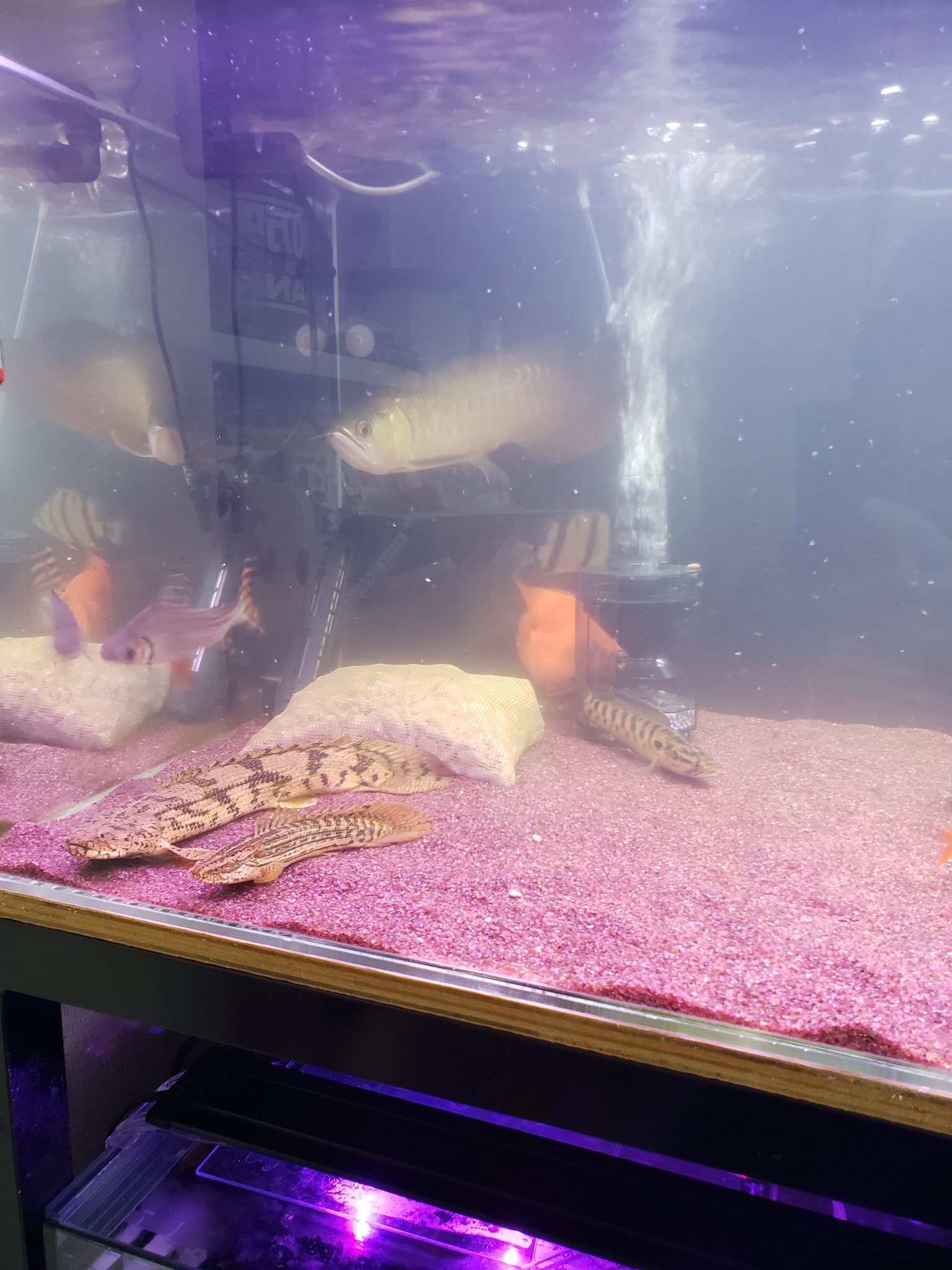 トムソン 左端に集合 水換え後のアクアエックス白濁り カラプロ増えました トムソン 左端に集合 水換え後のアクアエックス白濁り カラプロ増えました