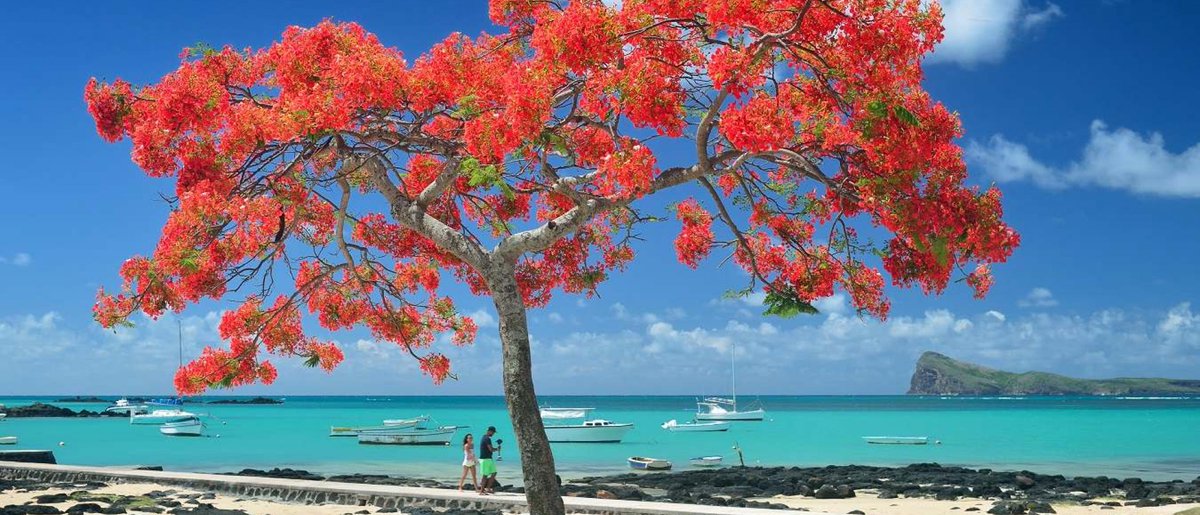 MauritiusGuide's tweet image. Colorful Mauritius Island #ratherbeinmauritius for December 😍😍😍
