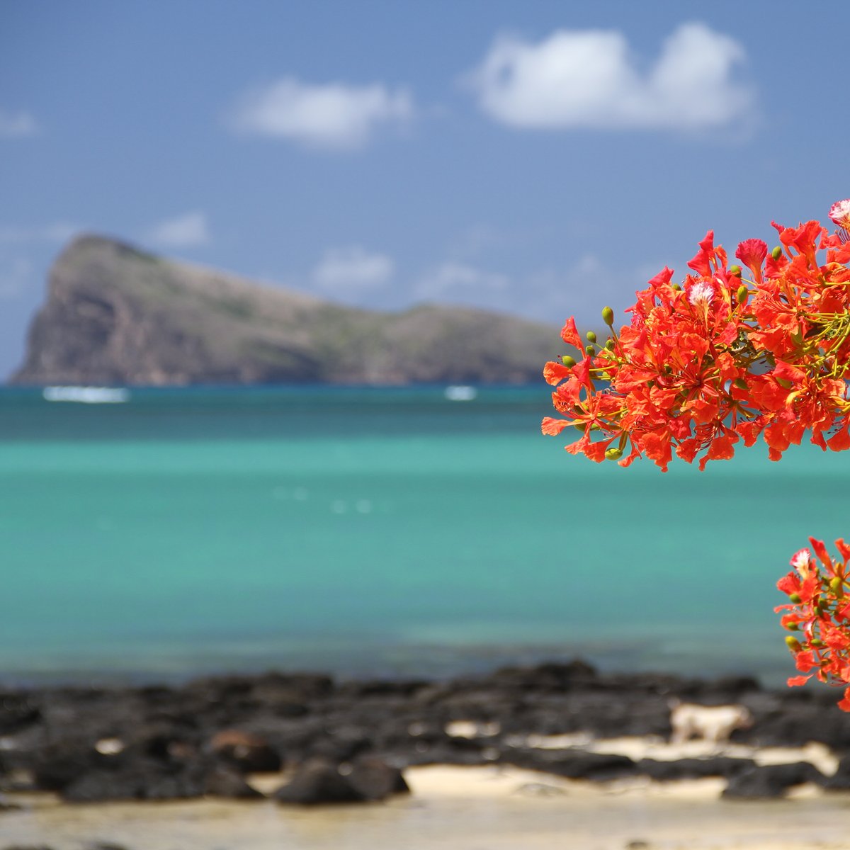 MauritiusGuide's tweet image. Colorful Mauritius Island #ratherbeinmauritius for December 😍😍😍