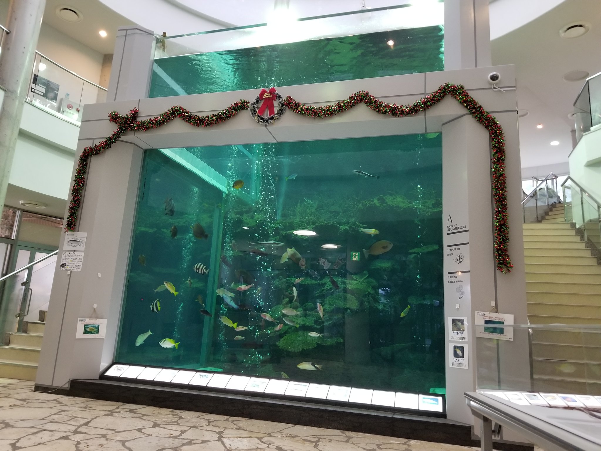 めｎち 鹿児島県の離島は 奄美海洋展示館 行ってきました 綺麗な特大水槽あり 水槽も基以上ありと 立派な水族館で大満足 ウミガメ寄ってくるの可愛い 空港からバスとタクシー乗り継いで約1時間30分 遠かった T Co Ybfe5etart Twitter