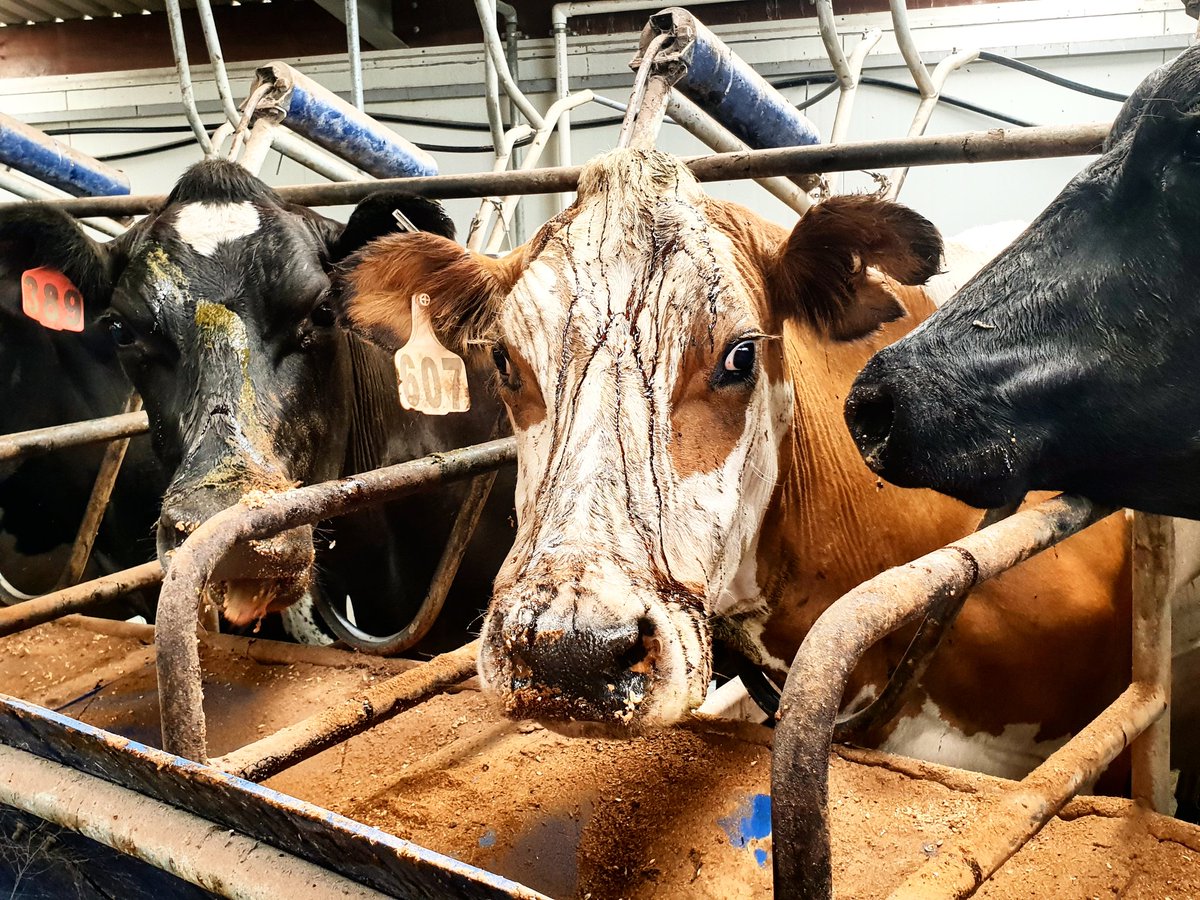 AniekaNick's tweet photo. Mont loves her food that much she saving some for later 🐄🐄🐄 #431am #herdtesting https://t.co/TOMK0r5M9z
