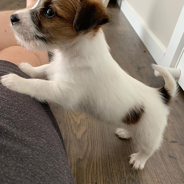 Blakegreen92's tweet photo. Piper the Wire haired Jack Russell! https://t.co/Ha6s30W3wG https://t.co/lOahFRnPCD