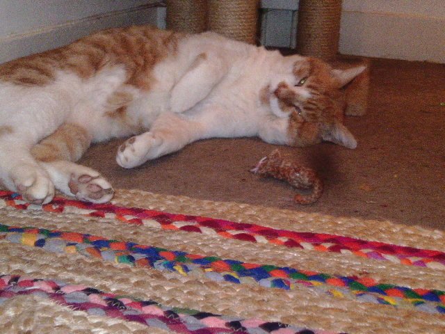 DPDWoolthamstow's tweet photo. #Crochet for fundraisers: This year I've added white mice with pink tails to the catnip toys for the @SamaritansWF Christmas Fair. Brown mice, holly berries,  woolly baubles with Kong. Here's Tallulah testing an earlier bonbon https://t.co/4t1bcQ8d7K. And Harry having a look. https://t.co/E4AmfR2usm