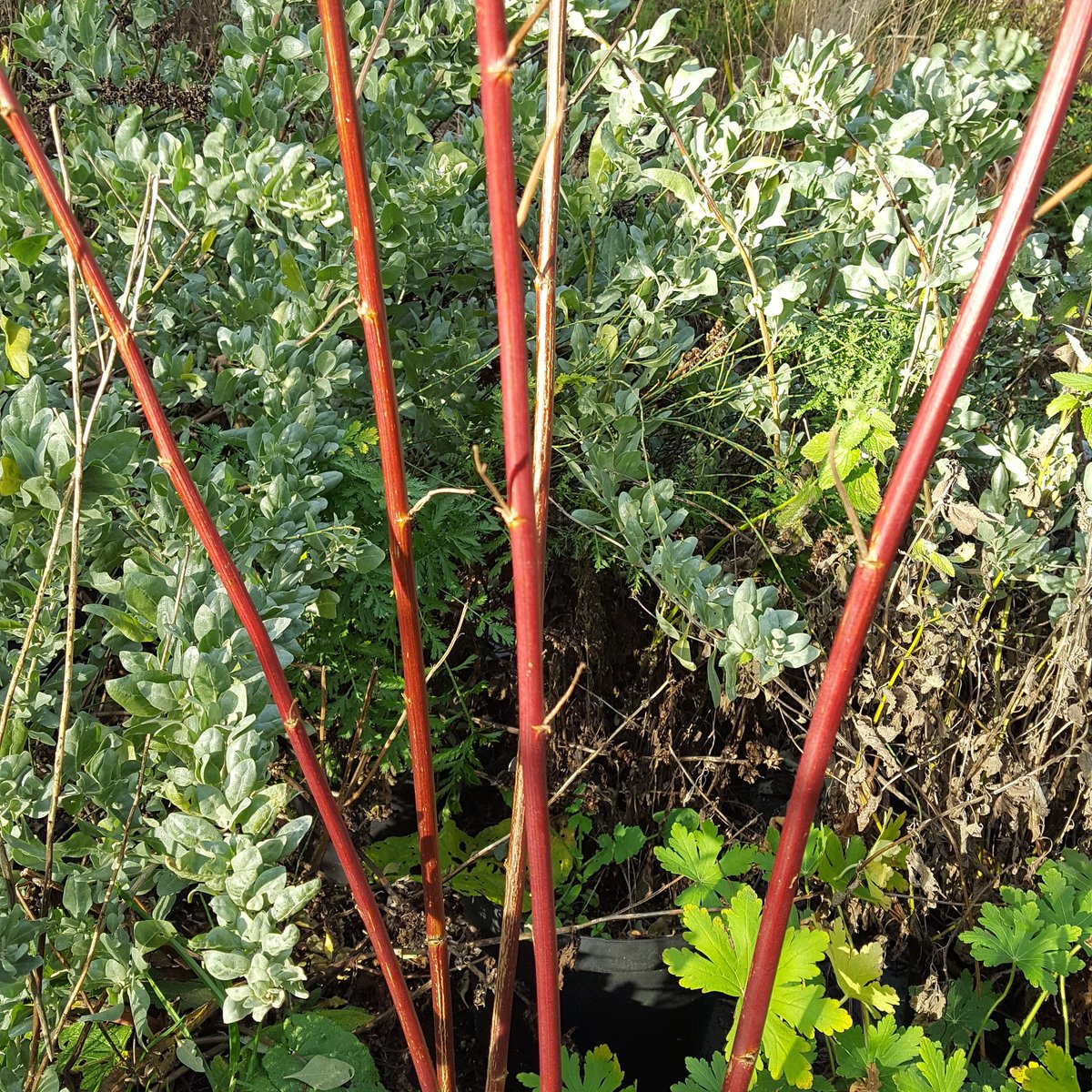 PlantPref's tweet photo. Long after the flowers and seedpods have gone the stems on Glycyrrhiza uralensis will still look good all winter. 

#glycyrrhiza #glycyrrhizauralensis #licorice #winterstems #redstems #wintergarden https://t.co/wAQFHc4ugz