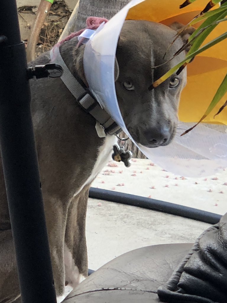 Sydkneenguyen's tweet photo. —-MISSING DOG—-
11 month old grey/brown/white Pitbull Boxer with a scar on the side of his mouth, 
Last seen in Garden Grove with his plastic cone on, pls spread the word n help me find my baby Gibby 😩 https://t.co/lEQPJvCiCe