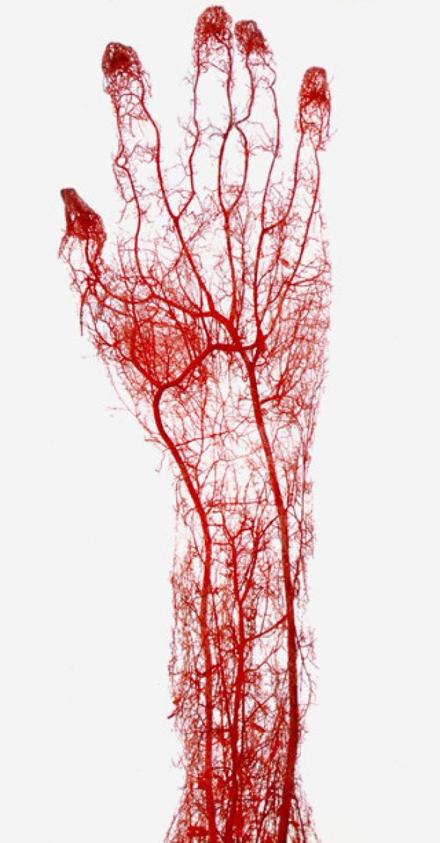 56. the human cardiovascular system