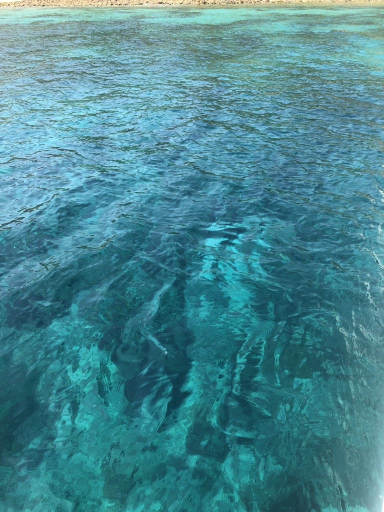 VanessaPirotta's tweet image. Fabulous day at sea.....again 😀😎 🐳🐋🐬🦈 

#fieldwork #fieldworkwin #marinebiology #marine #whales #dolphins #shark #sharks #sharkweek #whale #paradise