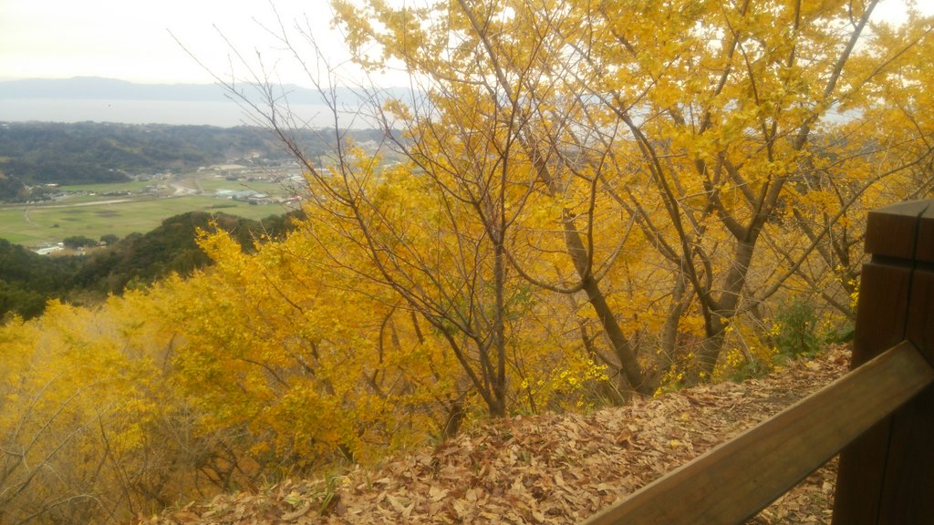 ii68930900's tweet photo. いちょうみにいったぁ❄  きれいだった(。-ω-)ノ  
来年もいけたらいいな https://t.co/tP4K9cLF7T