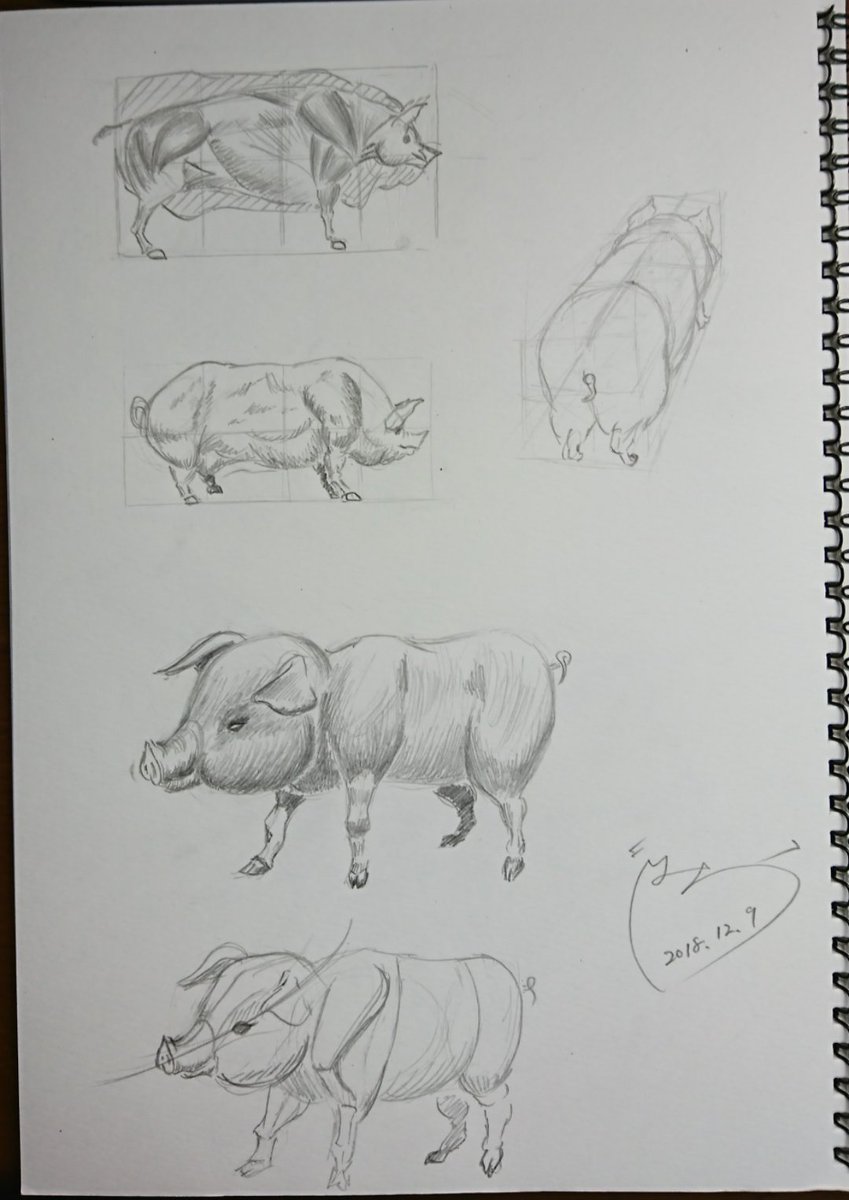 でみら はなさか兄さん 360日目 今日はブタ 大人は4分割して描くのがポイント 子供は胴を短く 額を広く描くf あとは 太っているけど 脂肪の表現をするにも解剖学的知識は必要 子ブタかわいい 一日一絵 絵描きさんとつながり でみら はなさか兄さん 360日目 今日はブタ 大人は4分割して描くのがポイント 子供は胴を短く 額を広く描くf あとは 太っているけど 脂肪の表現をするにも解剖学的知識は必要 子ブタかわいい 一日一絵 絵描きさんとつながり