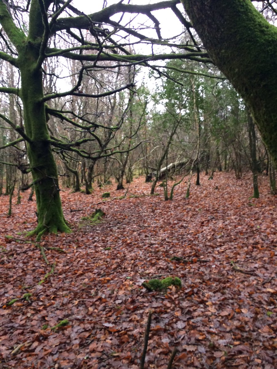 Calleenscrafts's tweet photo. 🍃Venturing deep into the forest to find a witches circle 🍃 #witchescircle #forest #woodland #deerparkforest #cornwall #nature #naturelovers https://t.co/ioXXbqGw2w