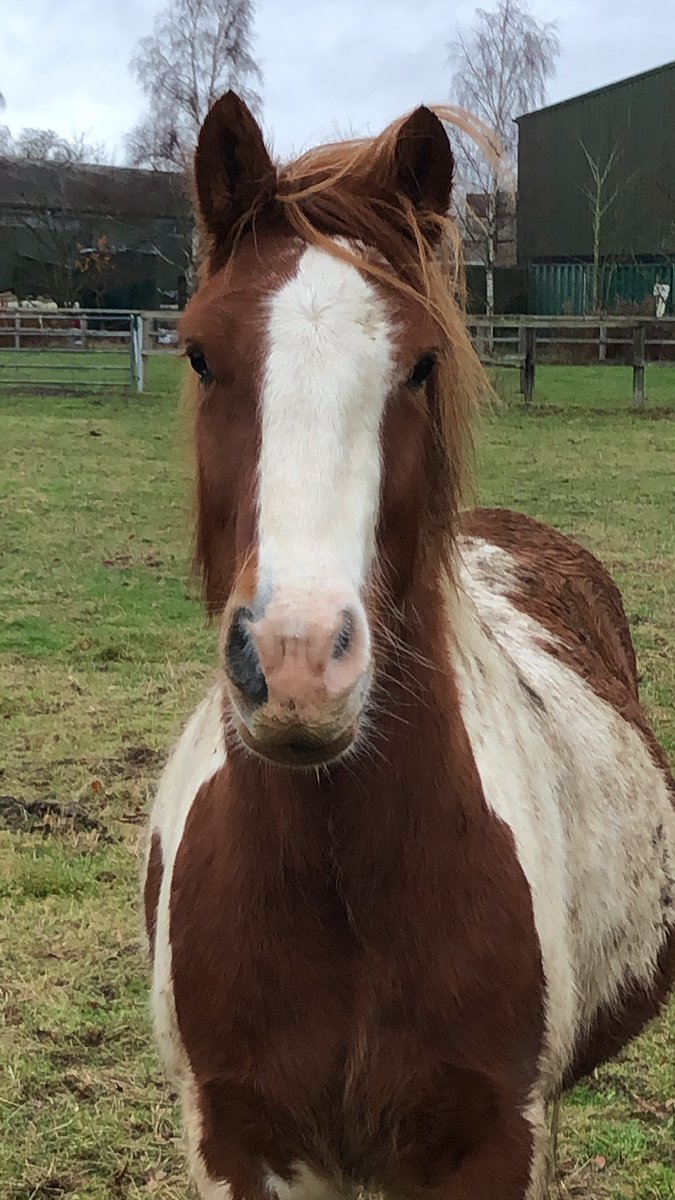 HuckandDash's tweet image. Mud mud glorious mud! #muddy #happypony #ponies #horse @BBCCountryfile @aponyhour @horseandhound @ManenTailEquine @inthe_country @HorseAndCountry @equineblogchat @EquineHour