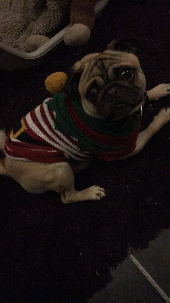 jodieh1131's tweet image. #Bombki12Days Pug please  😍🤞🎁