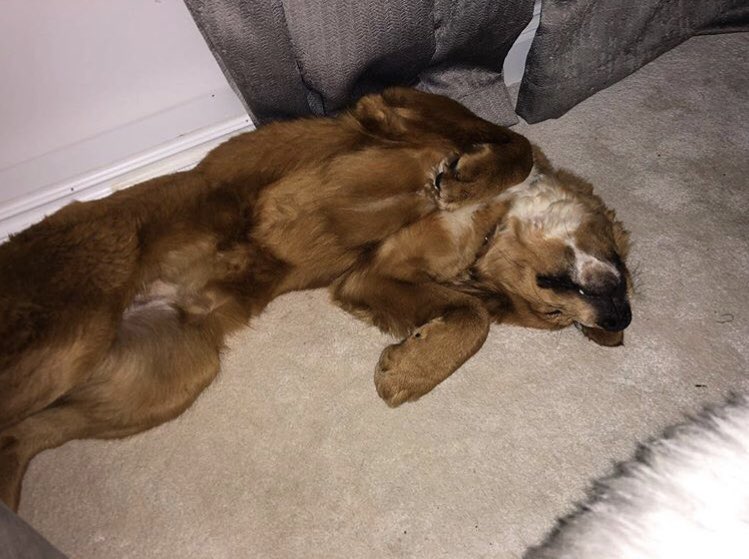 humaneworlduk's tweet photo. Great News! Our gorgeous Millie has found her forever family, and she’s living her BEST life! From hard metal cage on a #SouthKorea #dogmeat farm to soft carpets and warm cuddles. Thank you for supporting our work so that we could give Millie her happy ending. https://t.co/dsALOsmb9j