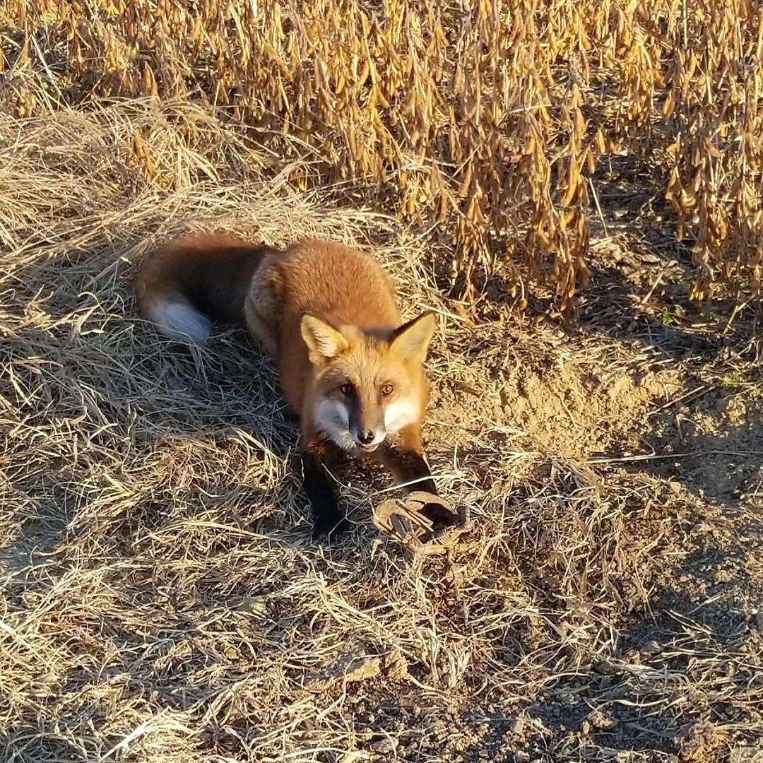 LiveLoveHunt's tweet image. A beautiful fox! This photo should be in a magazine 😍

"Three days in a row with a fox catch. Hope this luck stays all season. The field edges along gutter ways are perfect spots to set, as the animals use these as travel routes."
📷paoutdoorslive
#fox #trapping #predatorcontrol