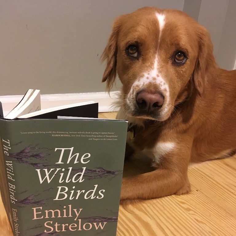 35over35's tweet photo. Intern Brontë is revisiting one of his favorites from this year's 35 over 35 nominations. Enter to THE WILD BIRDS and four other titles from our top 5 picks from this year's list! Repost this and follow @35over35 to enter! #35over35 @EmilyAStrelow @rarebirdlit #authors2018 https://t.co/arak2Pqj0P