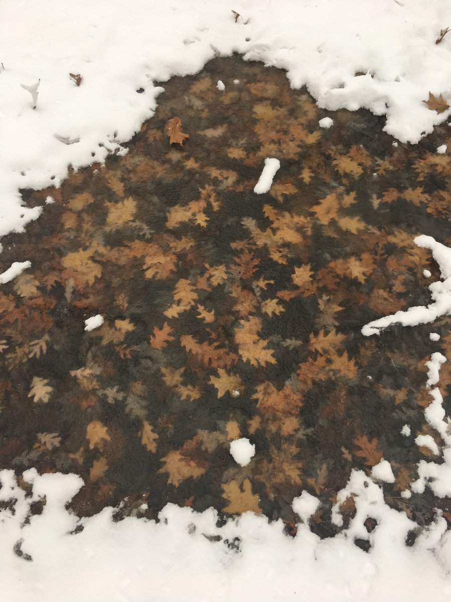 AMPartworksofMI's tweet photo. ❄️🌬🍂🍁🍂🍁❄️ #Michigan #Snow #Leaves #FrozenInTime #ampartworksofmi #nature #outdoors #woods #transition #seasons #november #cold #frozen #Muskegon #photography #justforfun #justleaveit #ampmiup #GivingTuesday #love #live #give #visual #winterweather #holidayseason 🌲🍂❄️ https://t.co/7yWtatwCP2