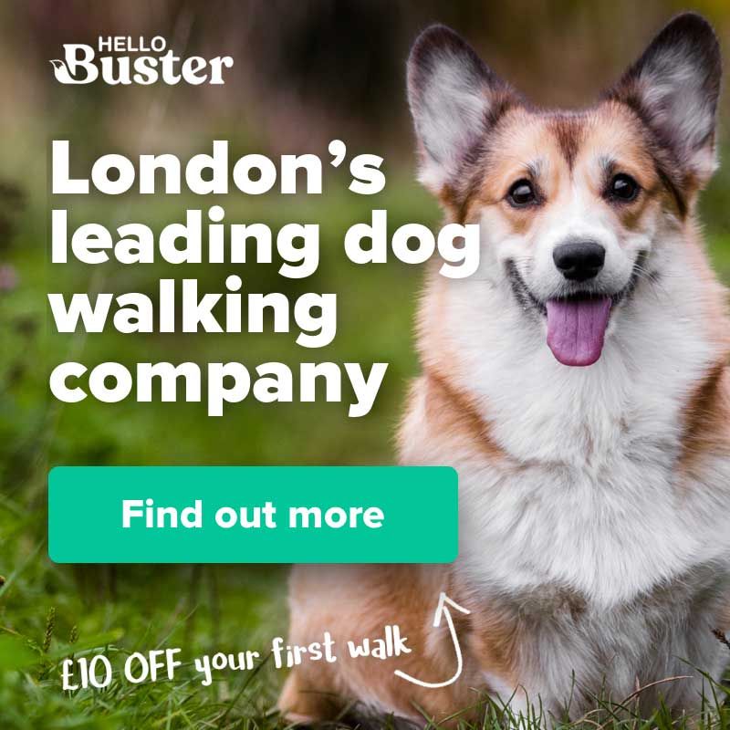 What is the Dangerous Dog Act and How It Can Affect You ---> hellobuster.co.uk/blog/dangerous… #dogs #dogmom