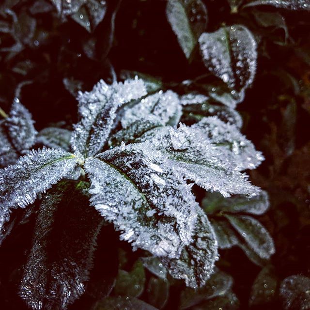 liquid_black's tweet photo. -10°C over night in the forest

#corblimey #bitnippy #SwedeInTraining #Skåne #Sweden #forest #shotOnPixel #teamPixel #frost #ice #winter https://t.co/sraUEYqdjo