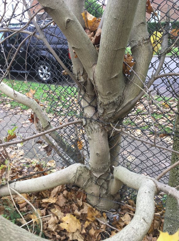 EECOSLtd's tweet photo. Good Morning All! Whilst on a site yesterday in Grays we saw this tree showing the adaptability of nature. Fence in your way? No problem, just grow around it. #NationalTreeWeek #Ecology #Essex #Nature #Amazing #EECOS https://t.co/dFpsAllFLc
