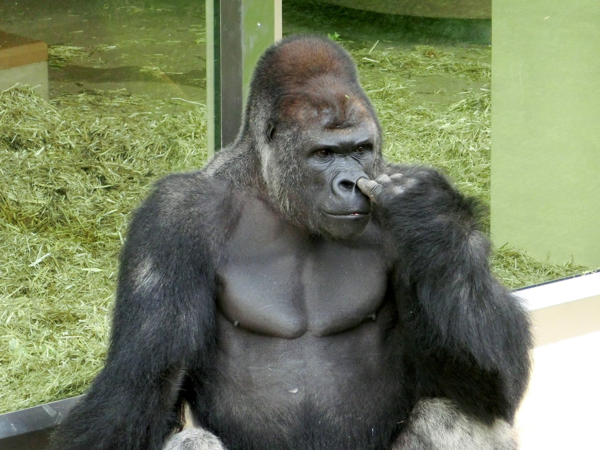 Uzivatel やまこじ Na Twitteru 鼻をほじるシャバーニ 東山動物園 ゴリラ Uzivatel やまこじ Na Twitteru 鼻をほじるシャバーニ 東山動物園 ゴリラ