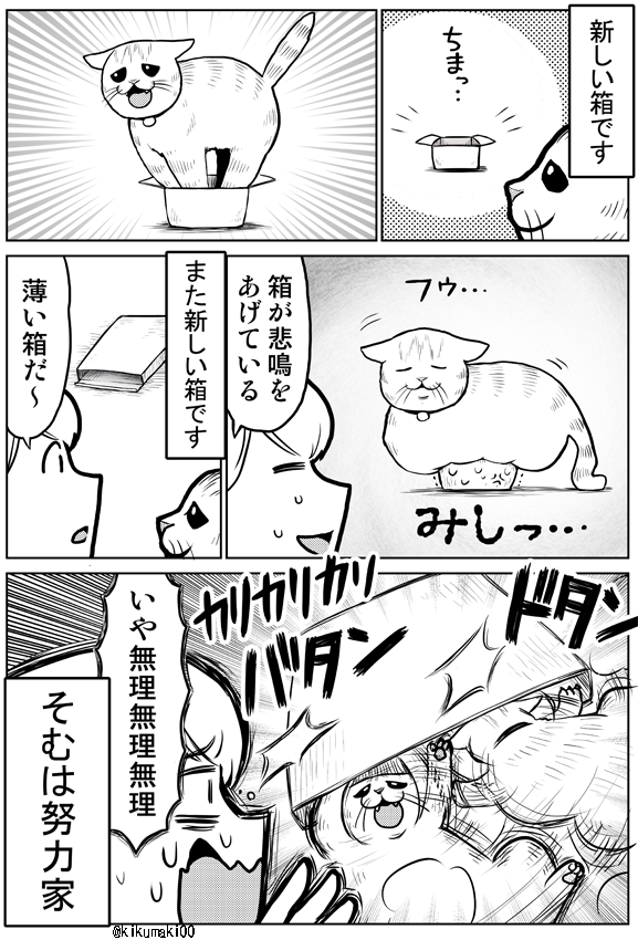 箱とそむ　#タレ目猫そむ　#タレ目猫そむが可愛すぎるんじゃ 