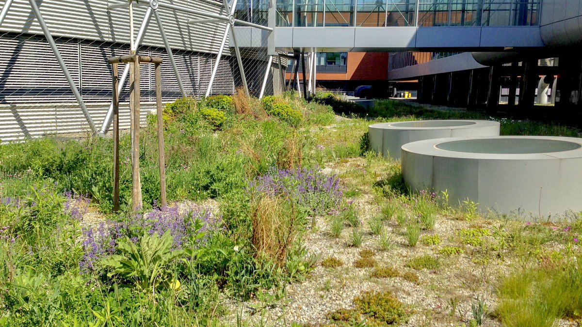 Whistle stop tour of #greenroofs around #europe - #czech #brno semi-intensive #greenroof making #urbangreeninfrastructure happen @Brillianto_biz @greenroofs @ConnectingNBS @NAIAD2020 @Nature4Climate @greenroofsaus @greenroofecolgy
