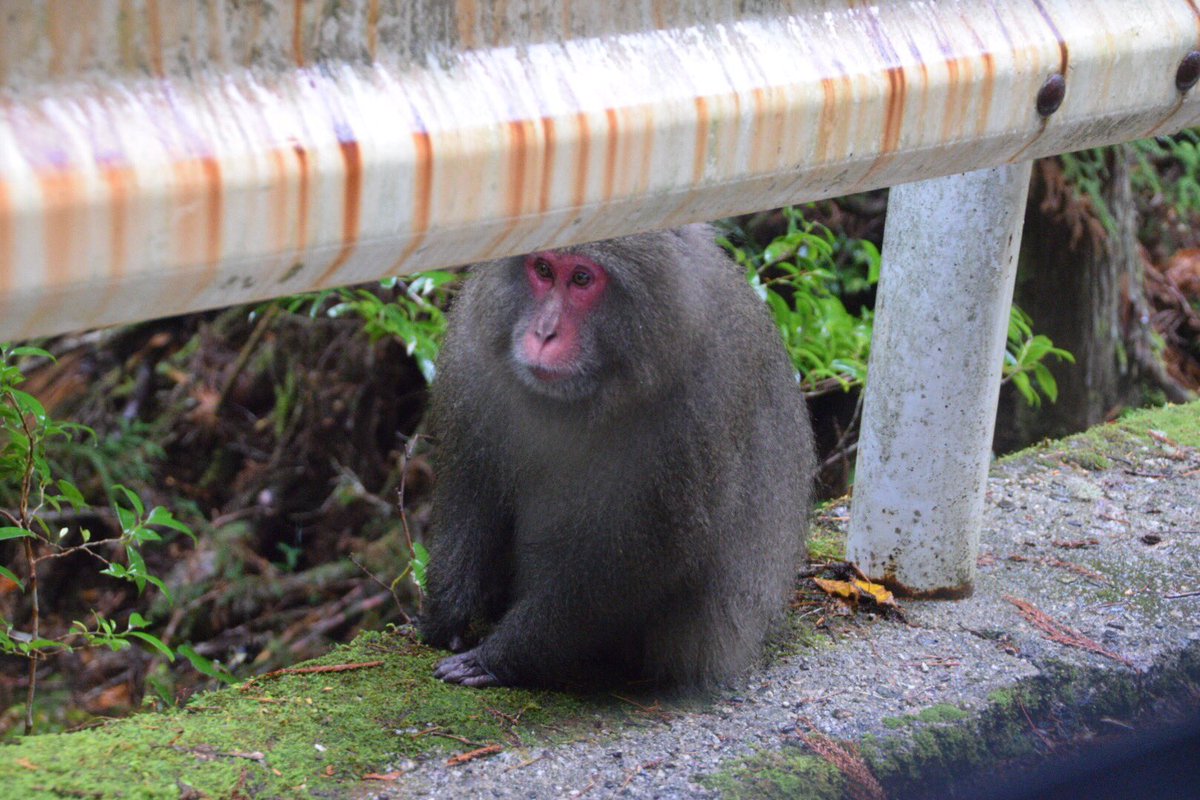 日本モンキーセンター 公式 生息地研修で屋久島にきてます あれ こんなにヤクニホンザルって丸々してたっけ など モンキーセンターと比較して楽しみつつ勉強しております 阿野 屋久島 ヤクニホンザル