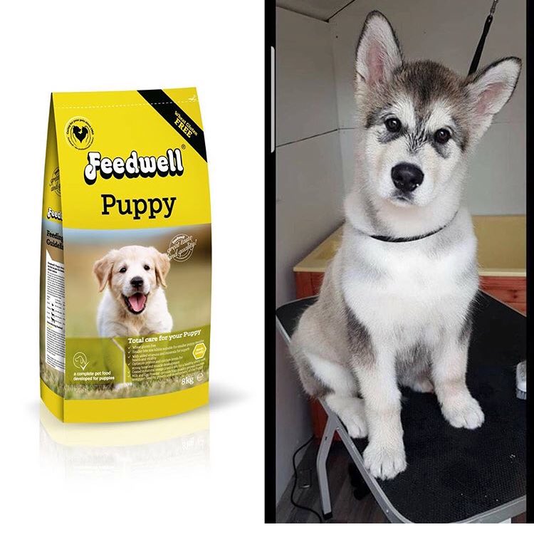 FoodsWorking's tweet photo. One off are puppy feeds pellets amazing results @FoodsWorking https://t.co/UZJiqgZtle