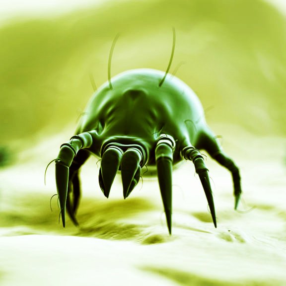 TheFreshSleepCo's tweet photo. One of the biggest causes of allergies is this little blighter.. here's 10 things you never knew about them here https://t.co/3x6Dq1zsPx

#freshsleep #allergies #dustmites https://t.co/4icpCKnqQL