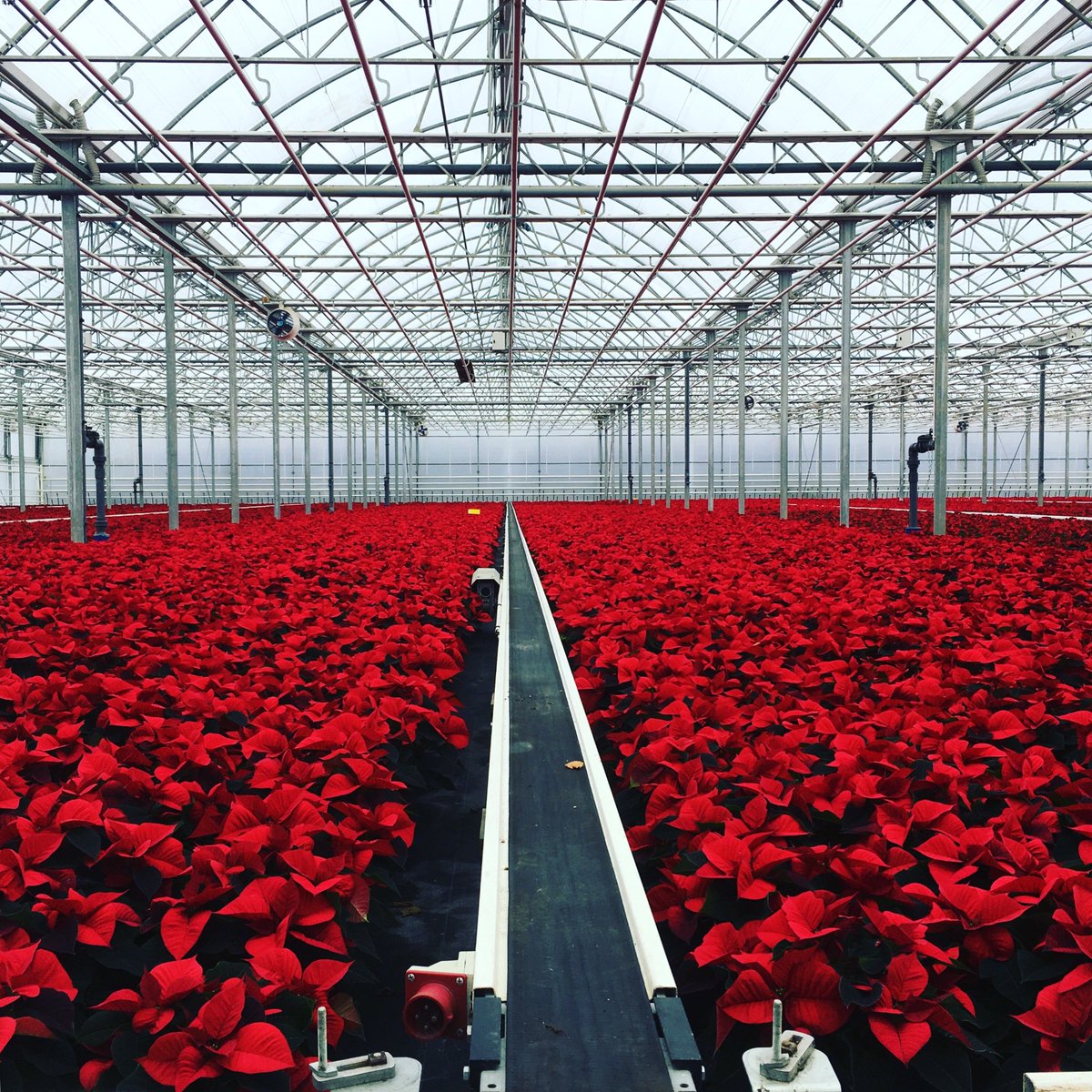 This view ❤️❤️ #poinsettias #christmas