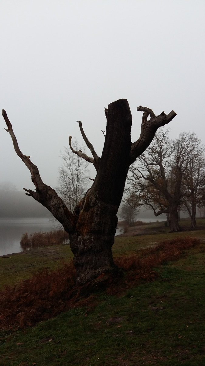 TaniaFirth1's tweet photo. The morning mist..🍁 https://t.co/xwzHudUocz