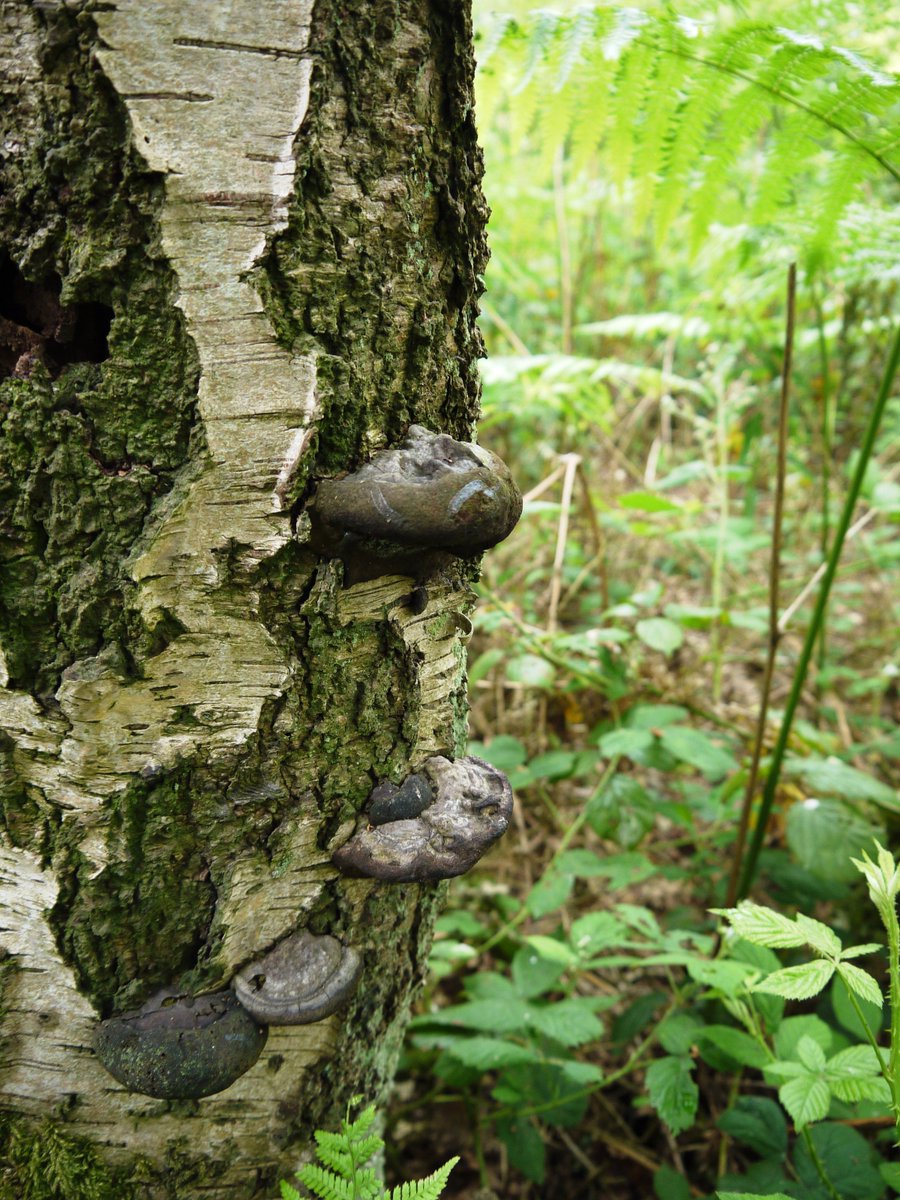 Fun tree fungi foray - we love tree surveys! shrooooommmmms! #nationaltreeweek #arbmatters #GeosphereEnvironmental #treesurveys #welovetrees #thisiswhatwedo #gettingthejobdone