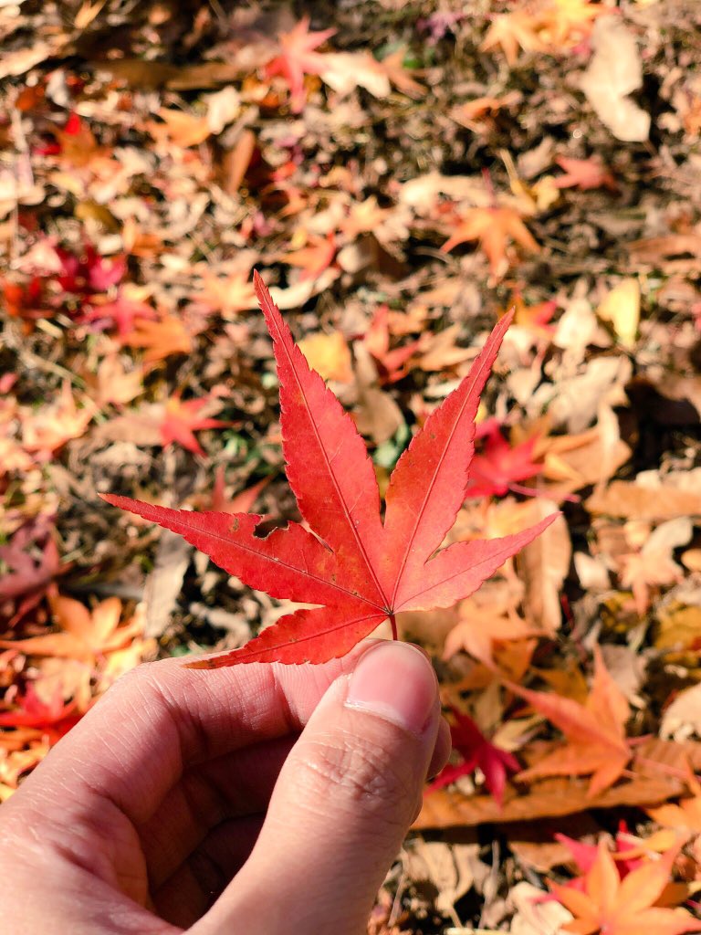 lespes's tweet photo. Autumn in 🇰🇷🍂 https://t.co/SnNeVyC4yi