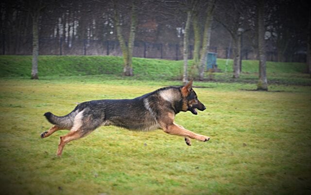 PSOSDogs's tweet photo. Overnight PD Wade was busy assisting in the search for two teenagers last seen at Dundee Station on Saturday evening. During a search in the Dundee area, PD Wade traced them allowing officers to return them home safe and well. #MissingPeople #PDWade #GreatResult πΎπΆ https://t.co/fUrgv2zDyL