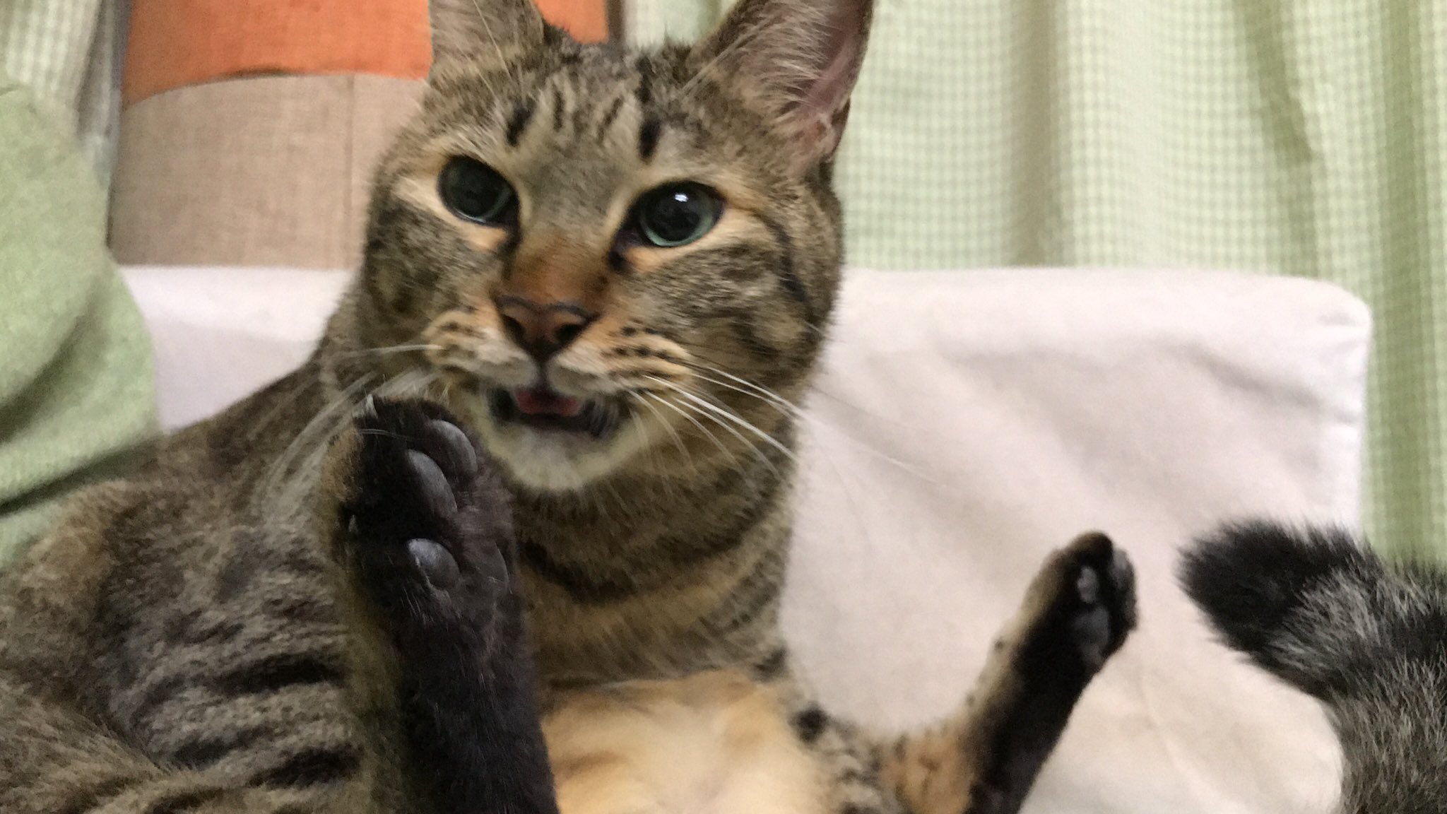 ねこかます 肛門の匂いを嗅いだ時にフレーメン反応していませんか フレーメン反応は不礼面 ふれいめん とも言われ ビジネスシーンではマナー違反です 3枚目のように連結するようにしましょう ねこかます 肛門の匂いを嗅いだ時にフレーメン反応していませんか フレーメン反応は不礼面 ふれいめん とも言われ ビジネスシーンではマナー違反です 3枚目のように連結するようにしましょう