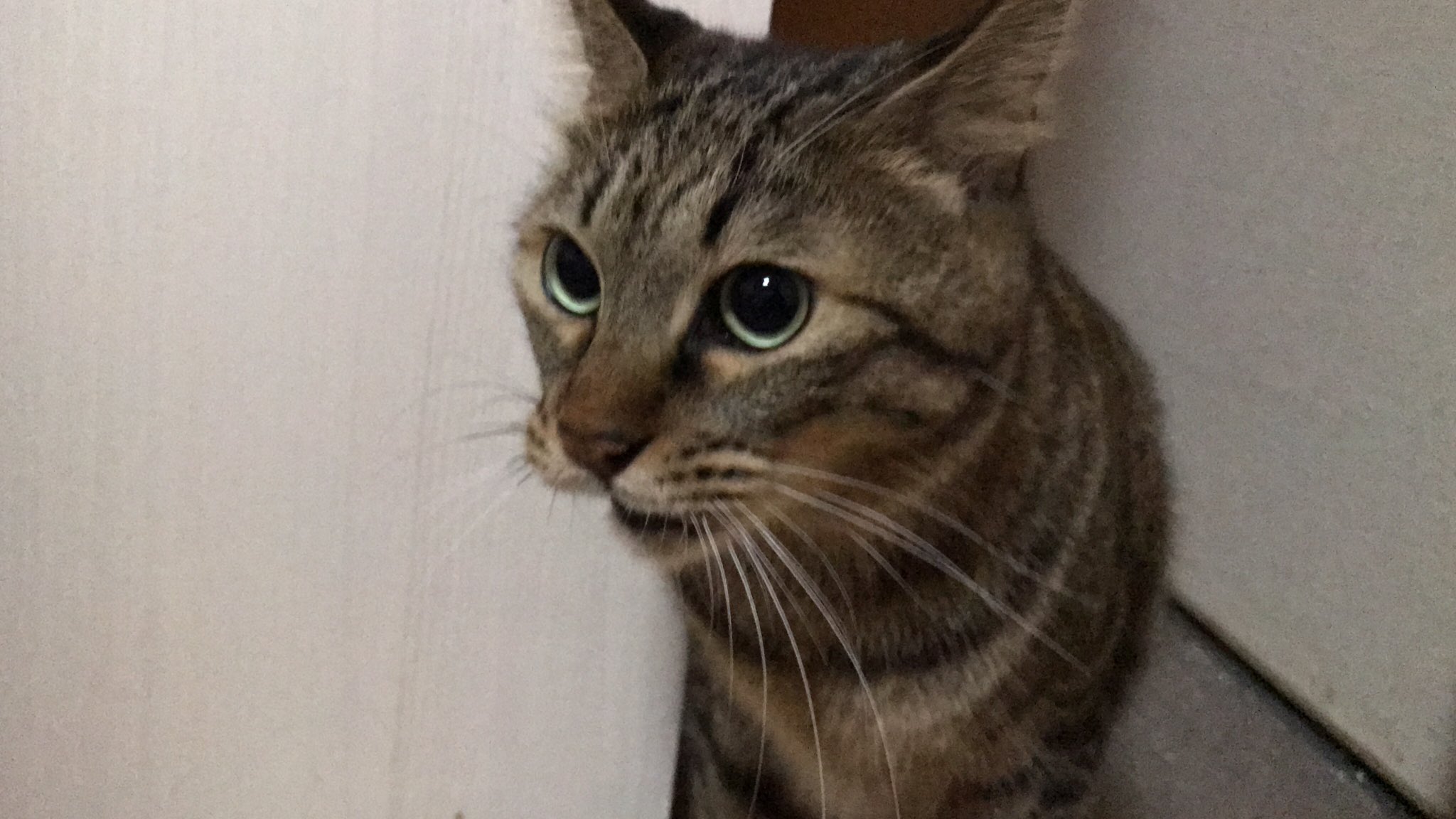 ねこかます 肛門の匂いを嗅いだ時にフレーメン反応していませんか フレーメン反応は不礼面 ふれいめん とも言われ ビジネスシーンではマナー違反です 3枚目のように連結するようにしましょう ねこかます 肛門の匂いを嗅いだ時にフレーメン反応していませんか フレーメン反応は不礼面 ふれいめん とも言われ ビジネスシーンではマナー違反です 3枚目のように連結するようにしましょう